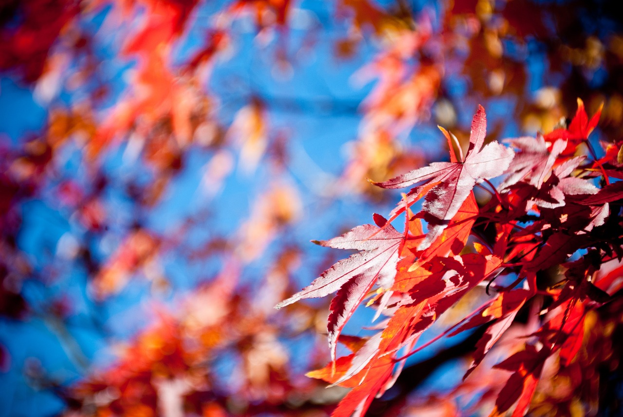 photo of orange and red fall leaves