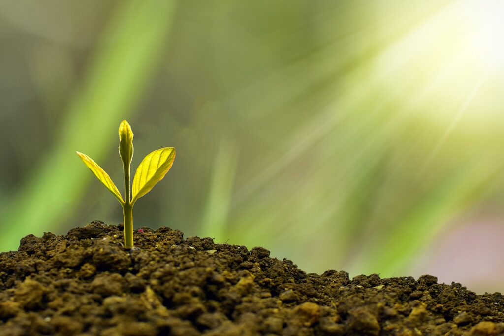 Photo of sunlight beaming down on a green seedling growing from the ground