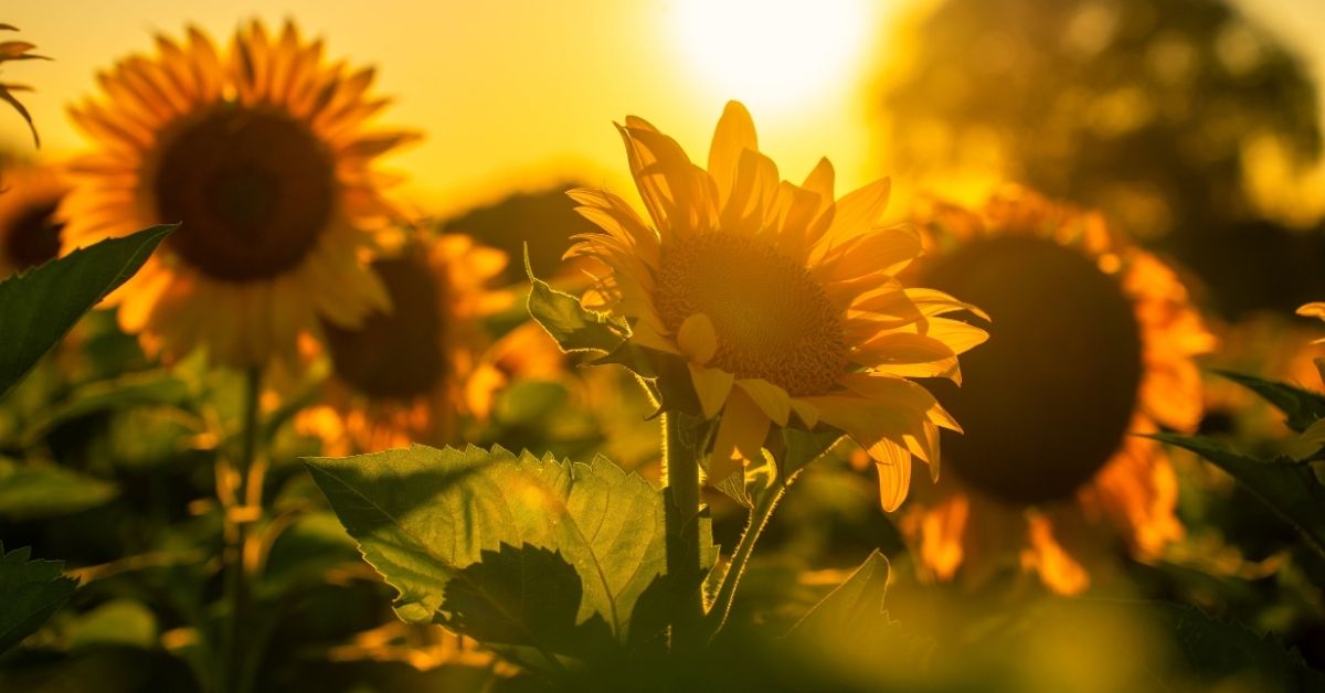 A golden field of sunflowers glowing in the evening light—symbolizing growth, reengagement, and the invitation to bloom right where you are.